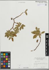 Foto von Salix hastata L.